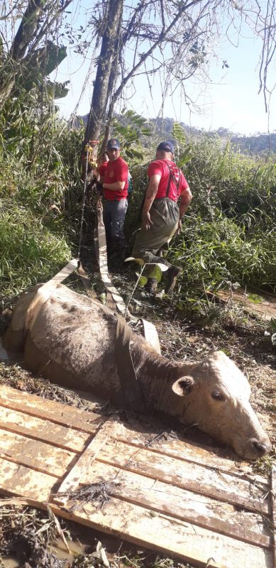 Vaca é resgatada por bombeiros em Gaspar