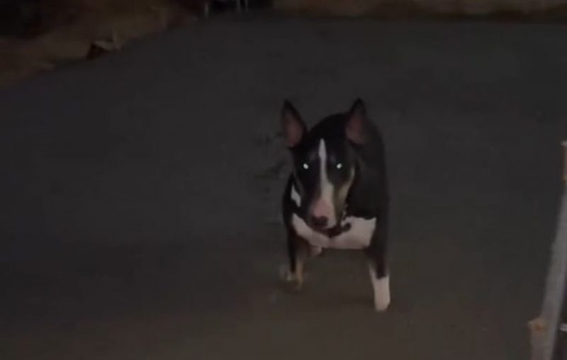  Cachorro 'pedreiro' resolve passear e fica preso no concreto