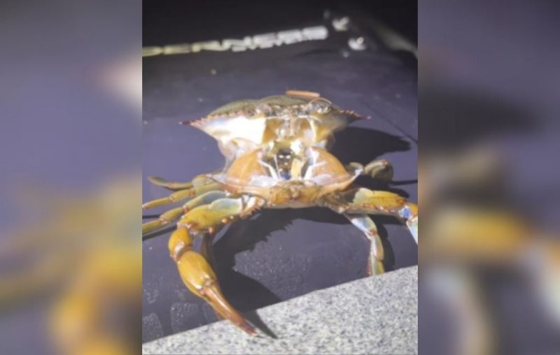 V&iacute;deo flagrou um processo que o siri passa a cada um ano – Foto: @pescadatainha/ Reprodu&ccedil;&atilde;o/ ND