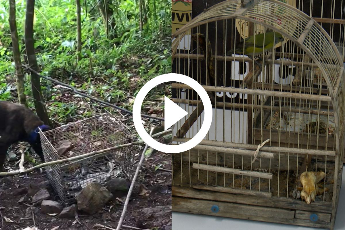 VÍDEO: Homem é preso pela 3ª vez por caça ilegal de animais silvestres em  Garuva