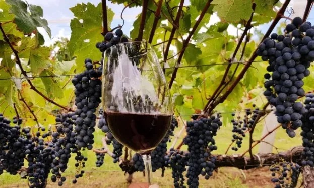 Vinhos de Altitude: qualidade e experi&ecirc;ncias &uacute;nicas nas vin&iacute;colas de S&atilde;o Joaquim – Foto: Prefeitura de S&atilde;o Joaquim/Divulga&ccedil;&atilde;o