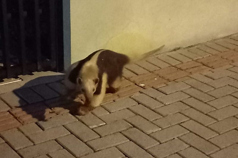 Tamanduá foi visto no bairro Floresta