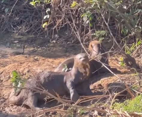 Imagens compartilhadas por página especializada viralizaram no início desta semana - Foto: Redes Sociais/Divulgação/ND