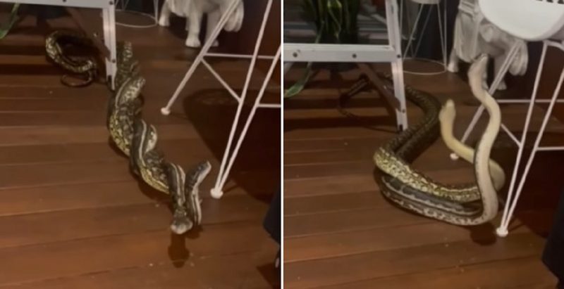 Píton gigantesca aparece em vídeo de página especializada que fez brincadeira sobre a batalha das serpentes - Foto: Redes Sociais/Divulgação/ND