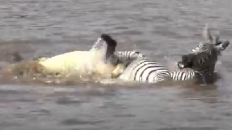 Zebra escapa de crocodilo