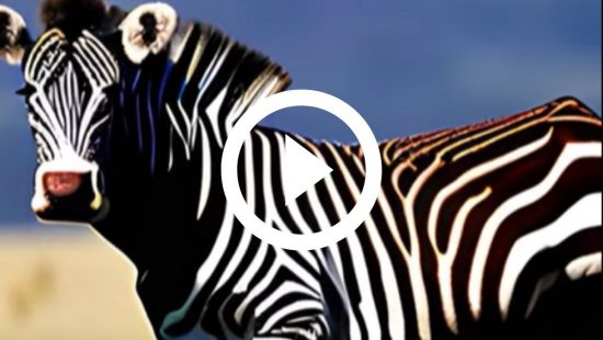 Cruza de zebra com vaca? Mistério chocante revelado em estudo científico