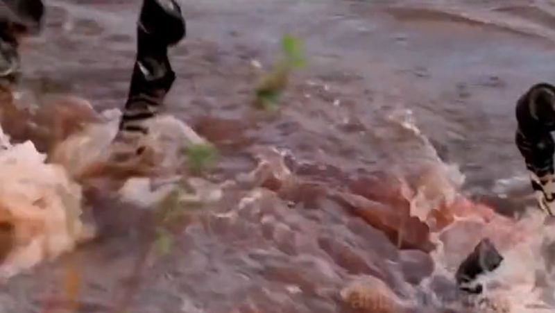 Rio ficou vermelho por conta do sangue – Foto: @animalworld_new/Reprodu&ccedil;&atilde;o/ND