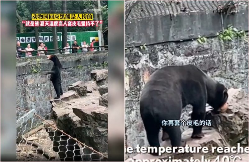 Imagem do urso fake atraiu uma multidão no parque 