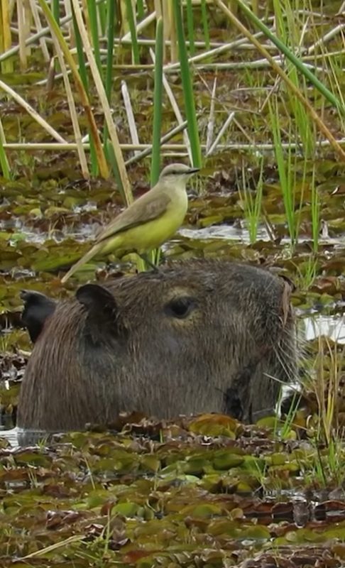 video da clara a capivara