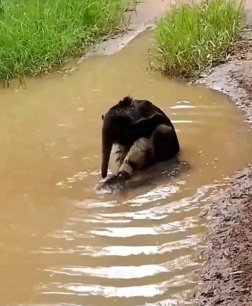 tamanduá-bandeira tomando banho relaxante em uma poça d'água