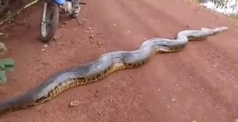 sucuri atravessando a estrada