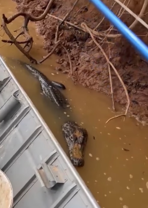 Alligator scared fishermen on boat