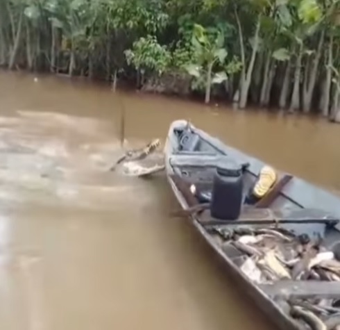 Jacaré atacando barco de pescadores