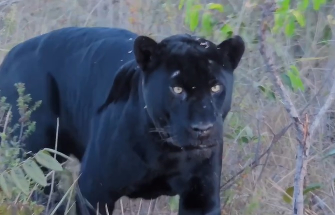 yellow-eyed black jaguar