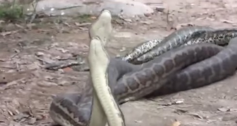 cobras se entrelaçando