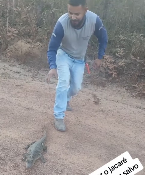 jacaré atravessando uma estrada no pantanal