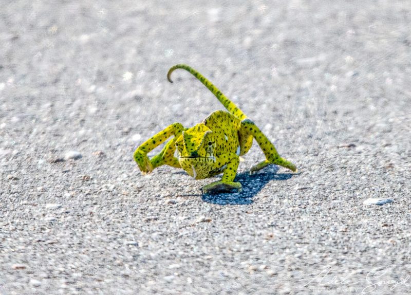 Adele told Latest Sightings that she was walking through the park and saw a chameleon in the middle of the road.  She stopped to take a photo of him, thinking he had been run over.  But she soon realized that there was something more going on.  – Photo: Adele Sneyd/Reproduction/ND