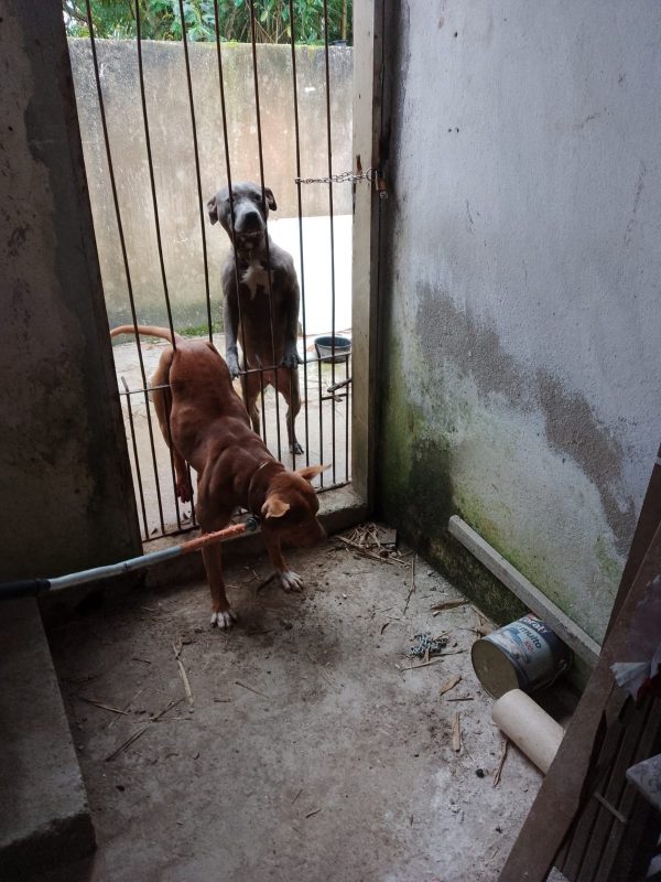 Cachorro ficou preso ao tentar fugir – Foto: Reprodu&ccedil;&atilde;o/GM