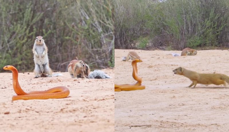 os esquilos se unem e recebem ajuda de outro roedor para colocar a serpente mortal para correr durante uma luta alucinante
