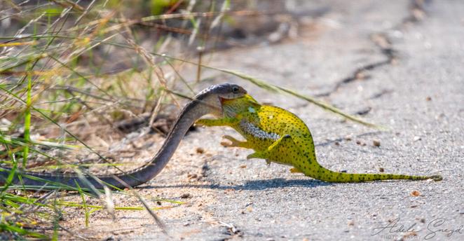 Wildlife photographer Adele Sneyd captured the moment the defenseless reptile was grabbed and swallowed by a predator. – Photo: Adele Sneyd/Reproduction/ND