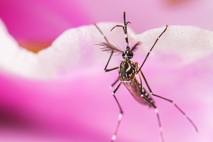 Aedes aegypti