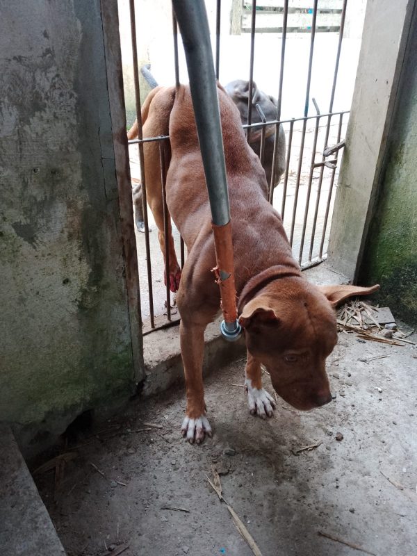 C&atilde;o foi resgatado com a ajuda dos Bombeiros e da Guarda Municipal – Foto: Reprodu&ccedil;&atilde;o/GM