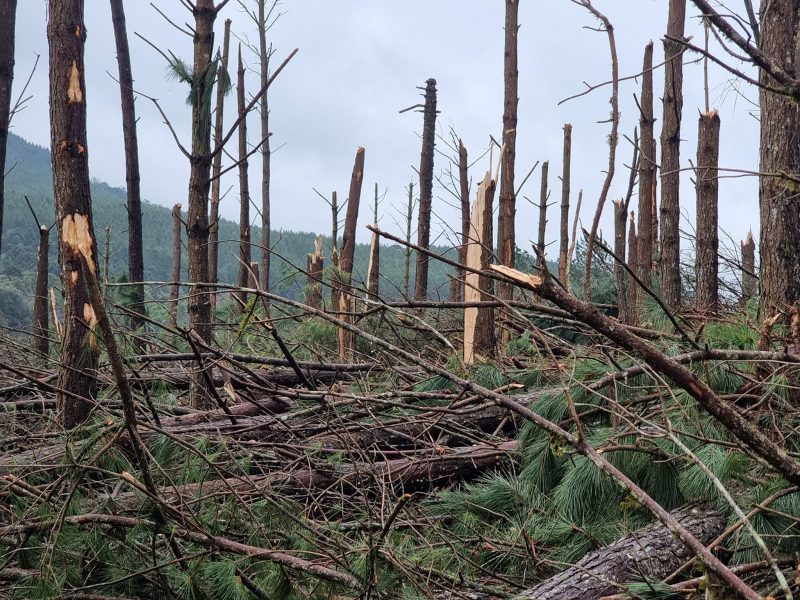 tornado destruiu plantação de pinus e eucalipto