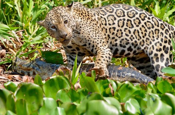 According to Chandra Sekaran, an animal photographer who also photographed Marcela on the hunt, jaguars' favorite foods are caiman and capybara.  – Photo: @jaguarphotoexpeditions/ND Reproduction