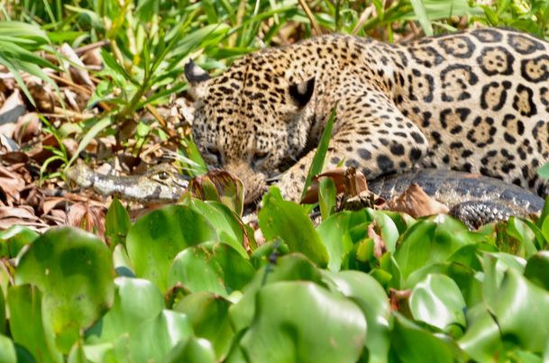 The photographer told ND+ that the scene was filmed around 12:45 pm on Friday (15).  According to him, the jaguar is well known in the region and is called Marcela.  – Photo: @jaguarphotoexpeditions/ND Reproduction
