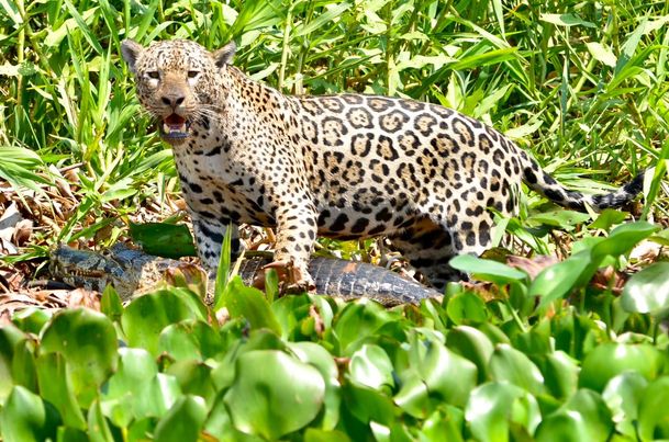 The jaguar did not miss the opportunity and got an alligator for lunch.  Photographer and expedition guide Branko Arruda captured the moment the animal was dragged away by a big cat.  – Photo: @jaguarphotoexpeditions/ND Reproduction