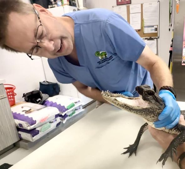 An alligator that lost half its jaw was rescued in Florida;  