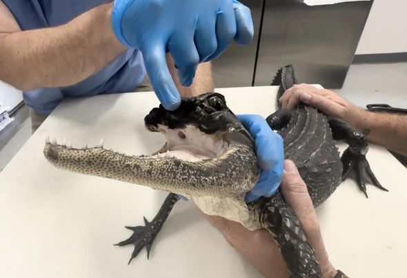 An alligator that lost half its jaw was rescued in Florida;  