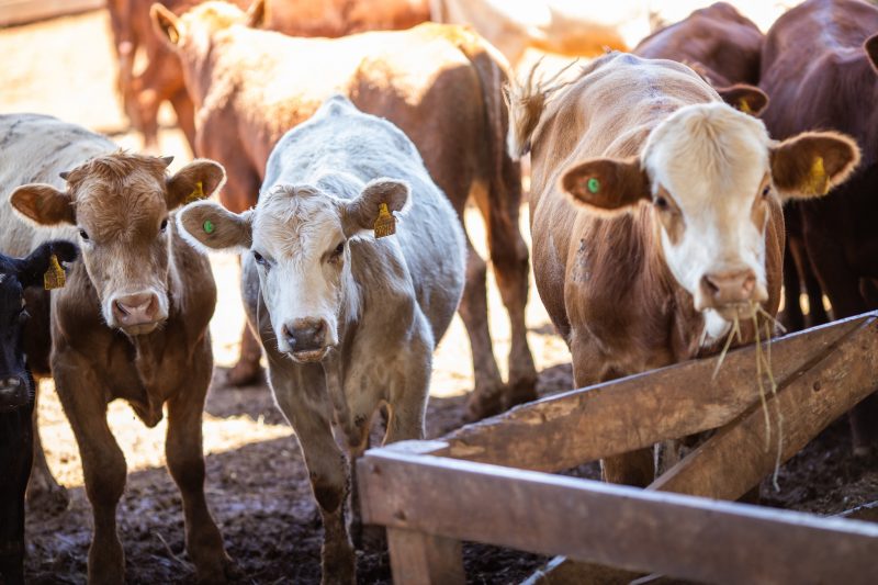 Vacas olhando para a câmera para ilustrar matéria sobre exportação de carnes em SC