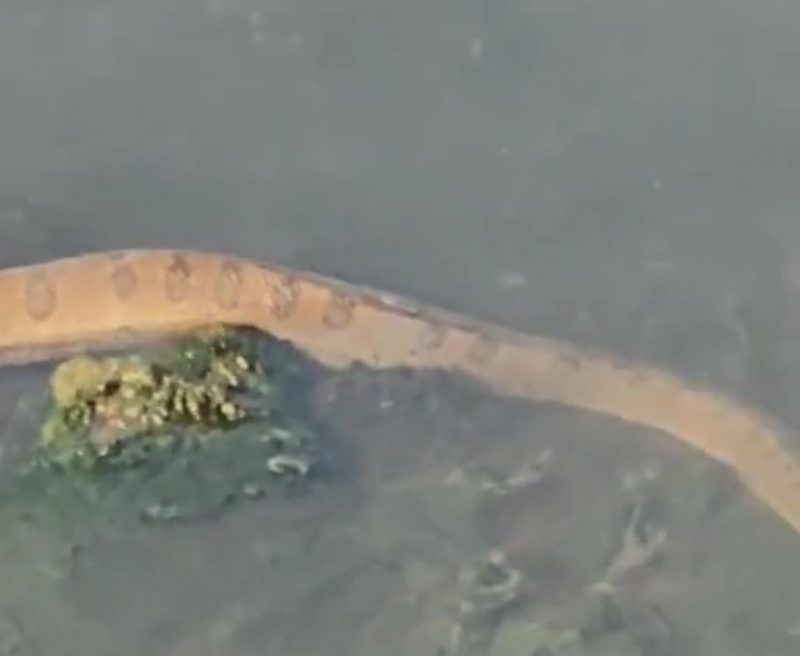 A sucuri assustou os moradores 