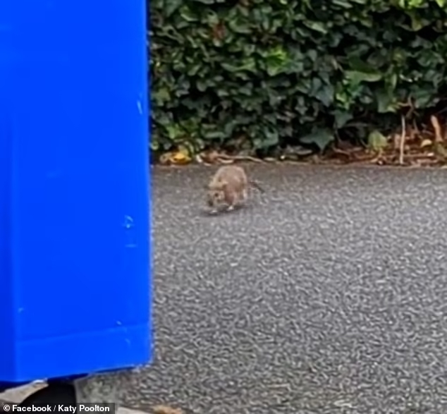 Residents have been left with reports of a rodent infestation near a block of flats in Liverpool 