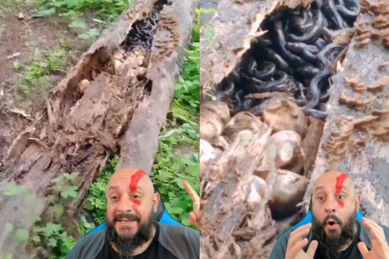 Ninho da maior cobra do mundo juntava filhotes e ovos