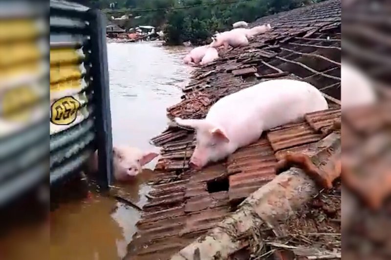 Sobe para 39 o número de mortos pelas chuvas no Rio Grande do Sul