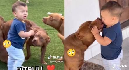 O vídeo dos pitbulls e do bebê já acumula mais de 9 milhões de visualizações no TikTok