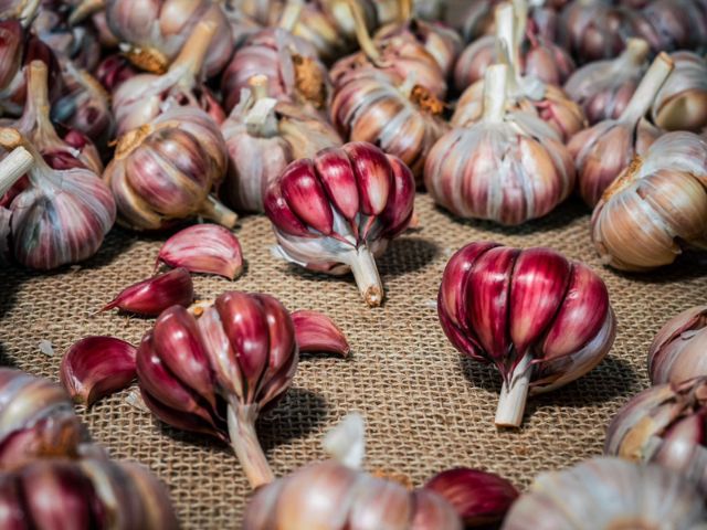 A produção de alho é projetada em apenas 48%