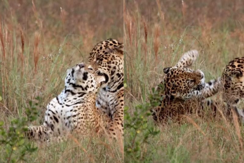 Momento da agressão entre as onças 