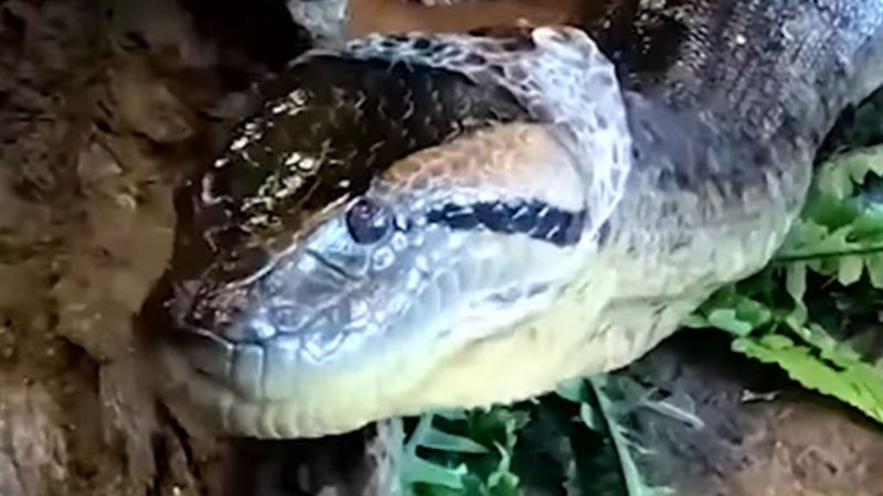 Anaconda sheds skin to grow