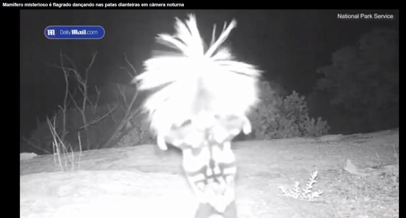 O mamífero foi flagrado por câmeras de segurança do Parque Nacional Saguaro, no sul do Estado do Arizona, nos Estados Unidos e gerou muitas dúvidas e mistério sobre o animal