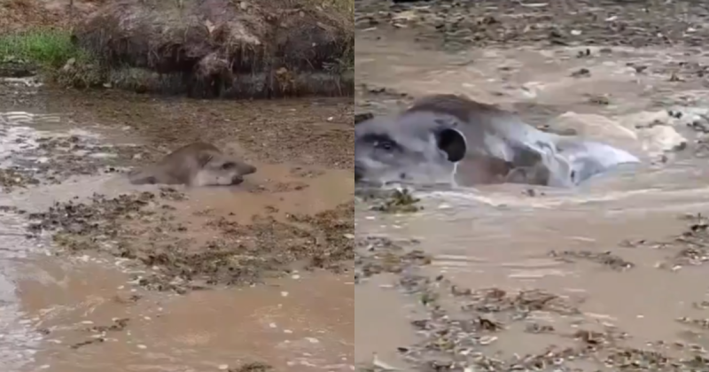 Uma antinha foi flagrada em um momento em que nadava em um lago no Pantanal.