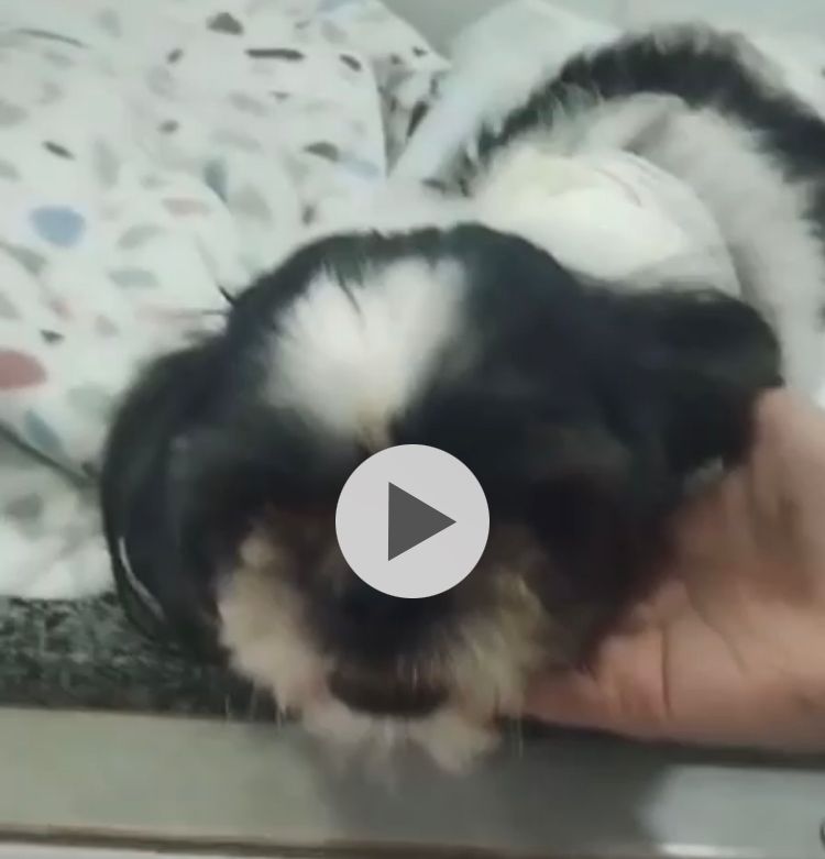 Cadela teve pernas amputadas após ataque de pitbulls - Foto: Arquivo pessoal/R7/Reprodução/ND