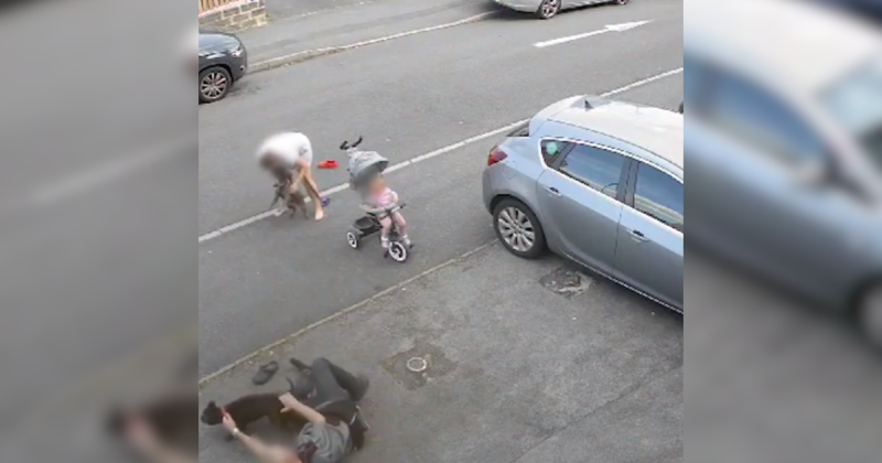 Animal foi levado pela pol&iacute;cia, mas posteriormente entregue ao tutor. – Foto: South Yorkshire Police/Reprodu&ccedil;&atilde;o/ND