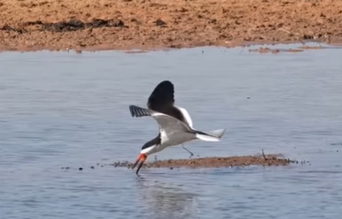 Um pássaro conhecido como Black Skimmers, ou talha-mar, foi flagrado no momento em que tentava caçar um peixe no Pantanal.