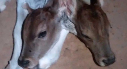 A rare case of polycephaly in calves occurred at a site in Coteguipa, Bahia. 