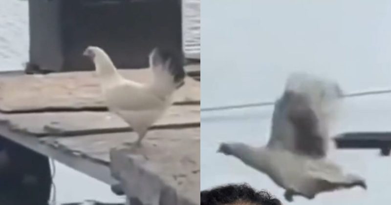 Galinha surpreendeu internautas