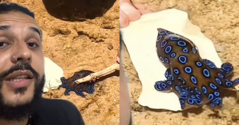 Felizmente, o polvo-de-anéis-azuis pode ser considerado tranquilo 