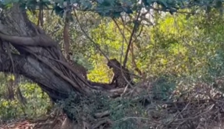 O fotógrafo Branco Arruda registrou o momento em que um casal de onças se encontra. 